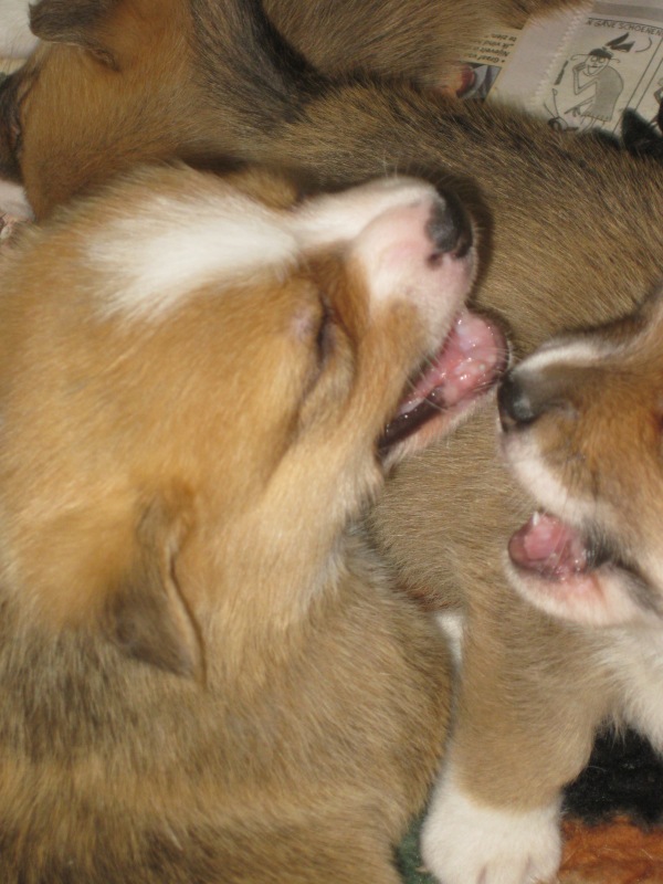 Puppies